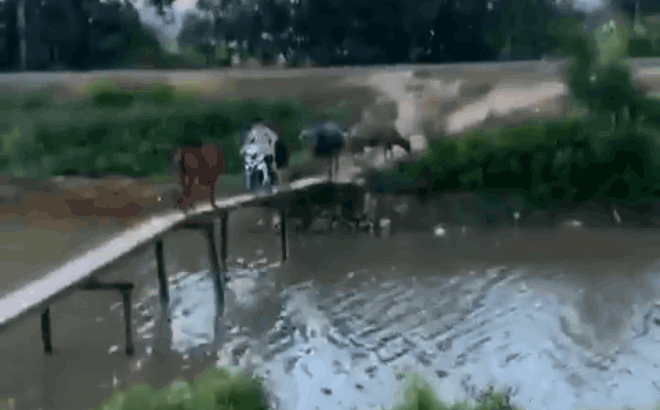 Thanh niên hốt hoảng vì bị trâu, bò chặn khi đang phi xe máy lên cầu