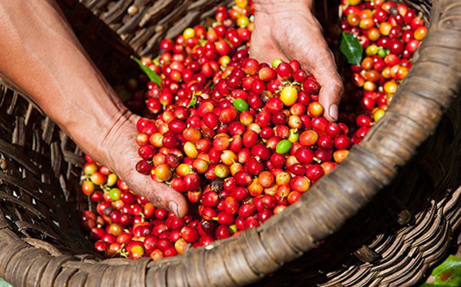 Giá cà phê hôm nay ngày 19/8, trong nước tăng thêm 400 đồng/kg, thế giới khởi sắc