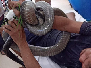 Bị rắn hổ mang chúa cắn, người đàn ông mang cả 'hung thủ' đến bệnh viện