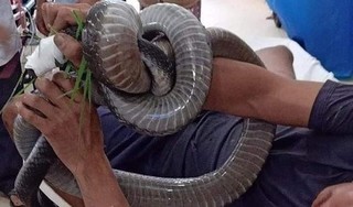 Người đàn ông bị rắn hổ mang chúa cắn đang rất nguy kịch