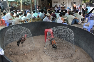 Bắt quả tang 85 người đang tham gia đá gà ăn tiền ở Thanh Hóa