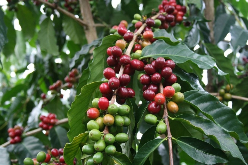 Giá cà phê hôm nay ngày 26/8, trong nước đồng loạt tăng 200-300 đồng/kg