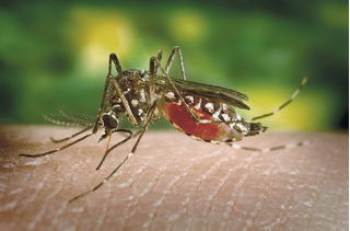 Tin tức thế giới 30/8: Singapore ghi nhận hơn 26 ngàn ca sốt xuất huyết