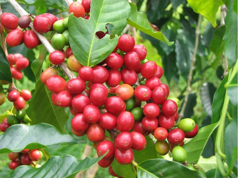 Giá cà phê hôm nay ngày 1/9, trong nước duy trì quanh ngưỡng 33.500 đồng/kg