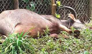 Bắn hạ trâu 'điên' húc nhiều người trọng thương