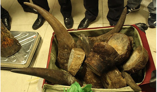 Phát hiện gần 130 kg sừng tê giác trái phép chuyển về Việt Nam qua đường hàng không