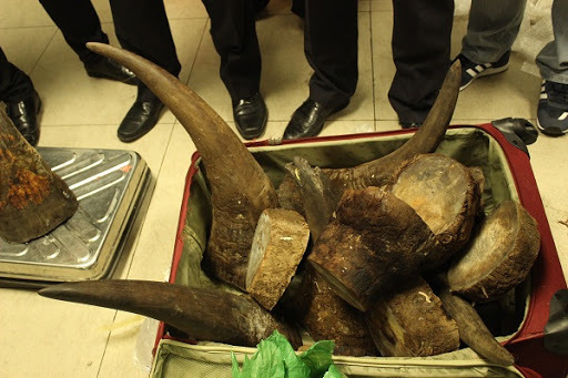 Phát hiện gần 130 kg sừng tê giác trái phép chuyển về Việt Nam 