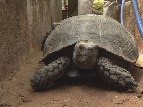 Khởi tố đối tượng nuôi nhốt trên 100 cá thể rùa quý hiếm tại Đắk Lắk 