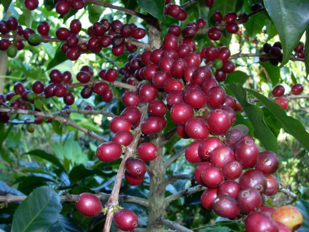 Giá cà phê hôm nay ngày 13/9, trong nước duy trì quanh ngưỡng 33.500 đồng/kg