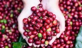 Giá cà phê hôm nay ngày 20/9: Trong nước giao dịch quanh mức 32.000 đồng/kg