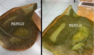 Tạm giữ người đàn ông chở rắn hổ mang chúa hơn 20kg đi bán ở TP.HCM