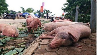 Hà Nam công bố dịch tả lợn châu Phi tại xã Phú Phúc