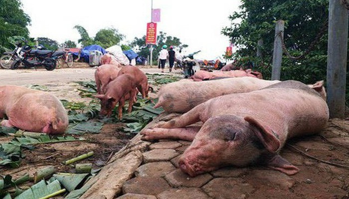 Hà Nam công bố dịch tả lợn châu Phi tại xã Phú Phúc