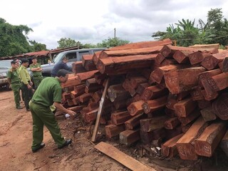 Bắt đối tượng bán số lượng gỗ lậu 'khủng' cho Doanh nghiệp 