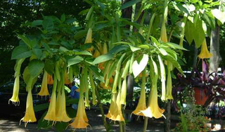 3 người hôn mê, ngừng thở do ăn nhầm hoa chuông chứa chất kịch độc