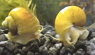 Người đàn ông bị viêm màng não do đắp ốc bươu vàng chữa trĩ