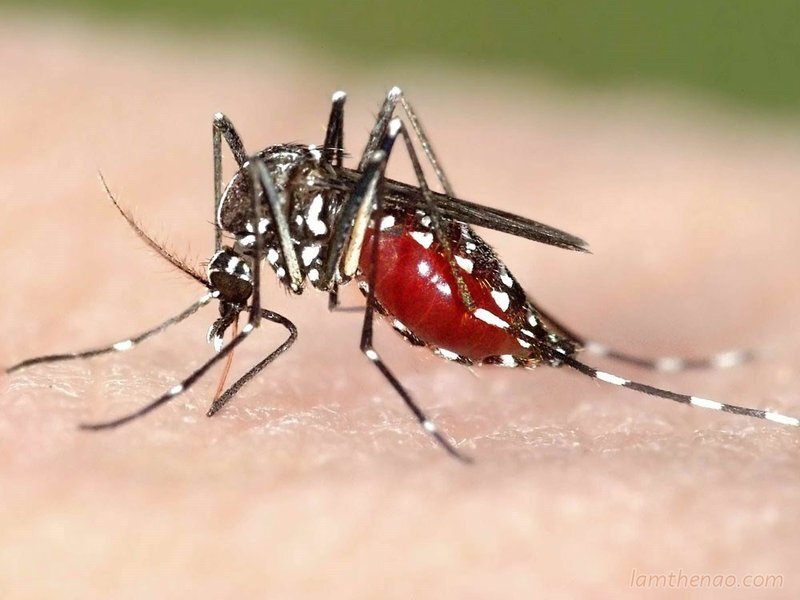 5.200 ca mắc bệnh sốt xuất huyết được ghi nhận tại Khánh Hòa