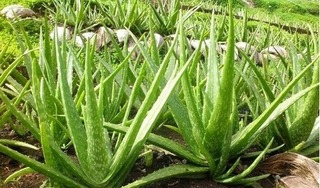 Nha đam rất tốt nhưng cần lưu ý khi sử dụng để bảo vệ sức khỏe