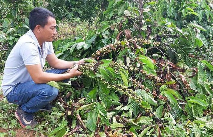 Kẻ gian chặt hàng trăm cây cà phê, ăn quả của người dân