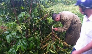 Gia đình ở Lâm Đồng 10 lần bị kẻ xấu chặt phá vườn cà phê