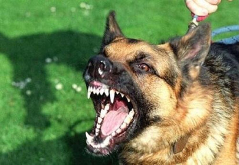 Tự điều trị vết thương chó nhà cắn, chân người phụ nữ bị nhiễm trùng nặng