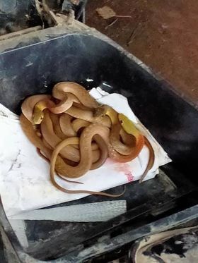 Rùng mình thấy nguyên đàn rắn cuộn tròn trong cốp khi đi sửa xe máy sau đợt mưa lũ ở Quảng Trị