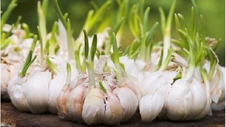 Loại củ mọc mầm giúp chống lão hóa và ngăn ngừa ung thư hiệu quả