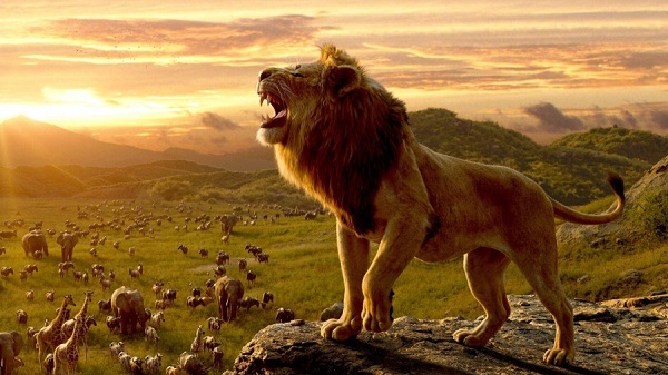 Bài học thành công từ cách sinh tồn của loài sư tử