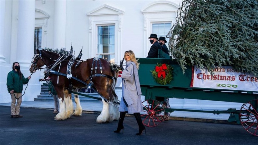 Đệ nhất phu nhân Melania Trump đón cây thông Noel tới Nhà Trắng