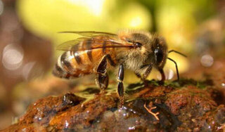 Cụ bà 72 tuổi bị cùng lúc khoảng 10.000 con ong tấn công