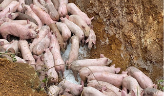 Tìm được người vứt gần trăm con lợn nghi mắc dịch bệnh giữa đường