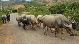 Về thăm quê, người đàn ông bị đàn trâu húc nguy kịch