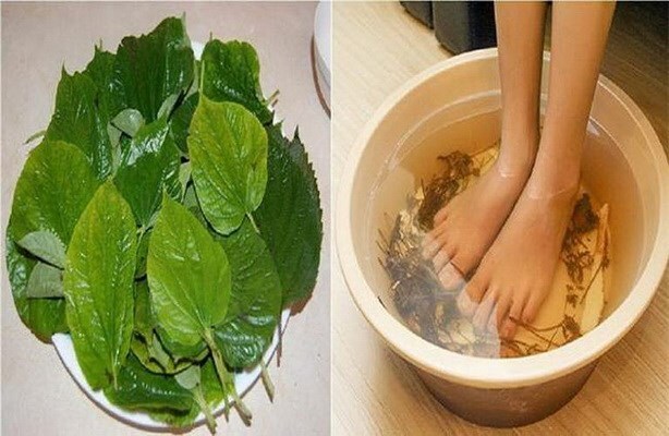 Lá lốt là vị thuốc tốt trị đau lưng, sưng khớp gối, bàn chân tê buốt