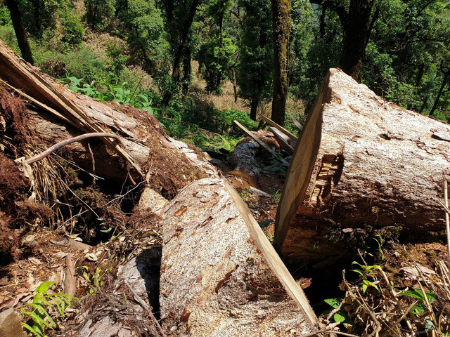 Yên Bái: Kỷ luật hàng loạt cán bộ vụ rừng Khu bảo tồn 'chảy máu'