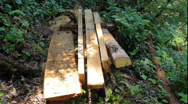 Yên Bái: Kỷ luật hàng loạt cán bộ vụ rừng Khu bảo tồn 'chảy máu'
