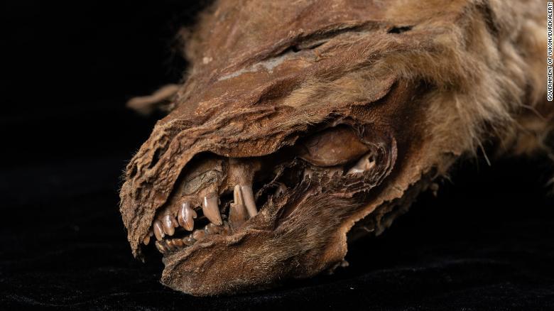 Phát hiện xác ướp chó sói đóng băng 56.000 năm, nguyên vẹn nhất từ trước đến nay.1