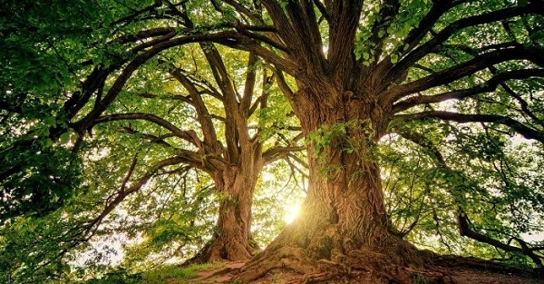 Câu hỏi Nên chặt cây nào trước và bài học lớn về mục tiêu cuộc đời
