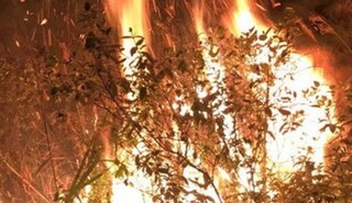 7,3 ha rừng bị thiệt hại trong vụ cháy tại huyện Sóc Sơn