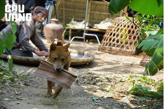 Hé lộ hậu trường huấn luyện chú chó giống Nhật đóng phim 'Cậu Vàng'
