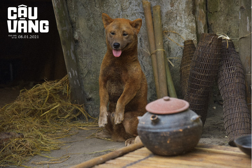 Hé lộ hậu trường huấn luyện chú chó giống Nhật đóng phim 'Cậu Vàng'