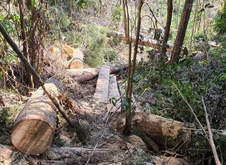 Bắt giam Chủ tịch Công ty trong vụ phá 30.000 m2 rừng để ‘trồng rừng’