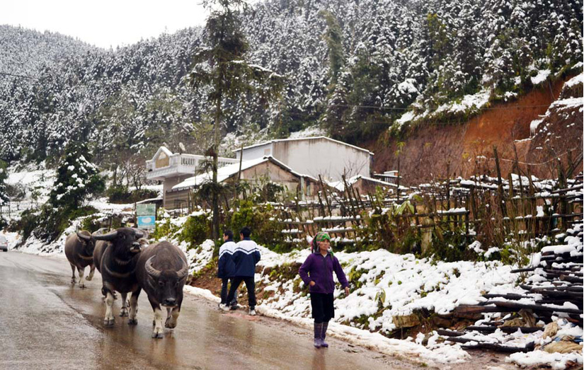 Lào Cai tuyết rơi phủ trắng nhiều nơi, trâu, bò chết rét, nông dân thiệt hại hàng tỷ đồng
