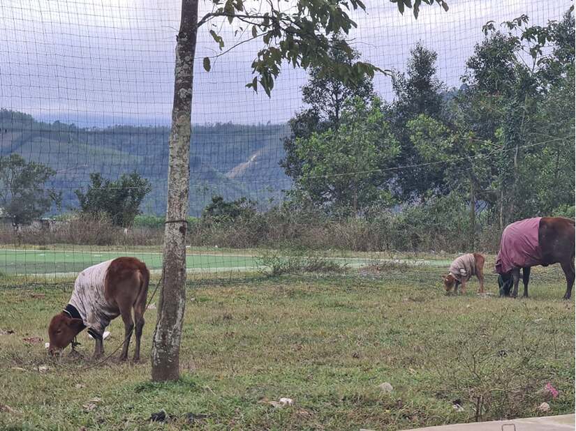 Thừa Thiên Huế: Gần 500 con trâu bò chết vì rét