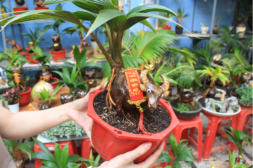 Tết Tân Sửu: Biến quả dừa khô thành bonsai hình trâu, giá tiền triệu mà khách đặt mua tới tấp