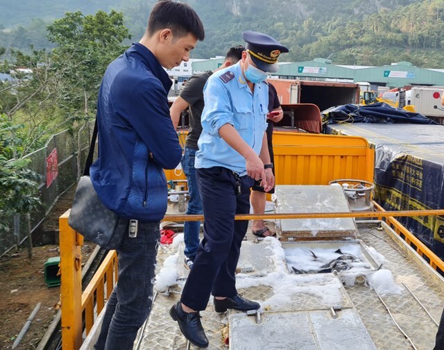 Phó Thủ tướng chỉ đạo làm rõ cá tầm Trung Quốc 'đội lốt' cá tầm Việt