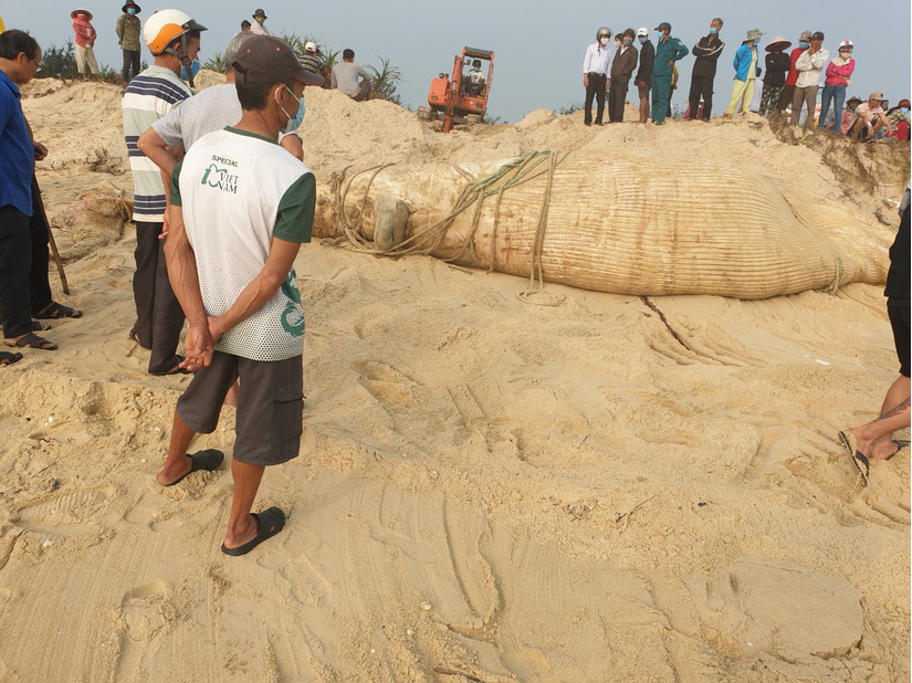 Phát hiện xác cá voi nặng 4 tấn tấp vào bờ biển