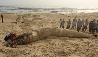 Quảng Nam: Phát hiện xác cá voi nặng 4 tấn tấp vào bờ biển