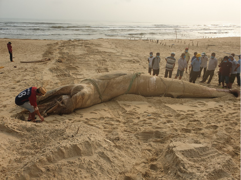 Phát hiện xác cá voi nặng 4 tấn tấp vào bờ biển