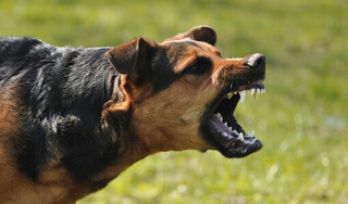 Bé trai 9 tuổi bị chó đẻ tấn công gây chấn thương nặng ở dương vật