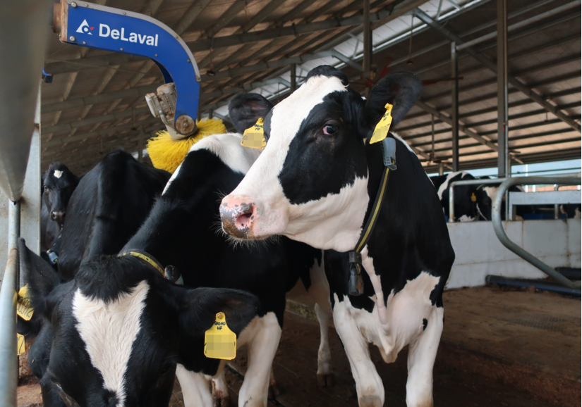 Đàn bò sữa hơn 2.100 con được Vinamilk nhập về từ Mỹ có gì đặc biệt